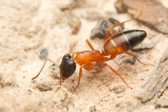 Opisthopsis rufithorax