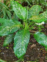 Dieffenbachia