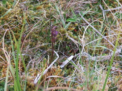 Gentianella rapunculoides