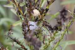 Pseudovates chlorophaea