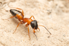 Opisthopsis rufithorax