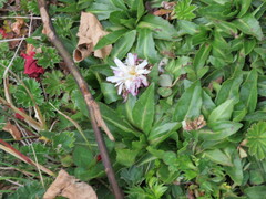 Hypochaeris sessiliflora