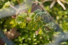 Lamium amplexicaule