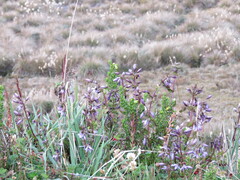 Gentianella rapunculoides