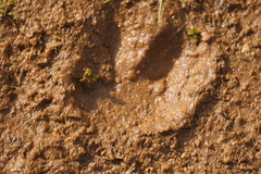 Odocoileus virginianus