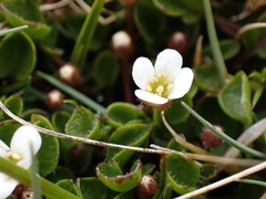 Cardamine exigua
