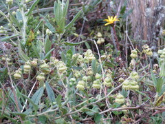 Ambrosia arborescens