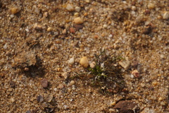 Lepidium didymum