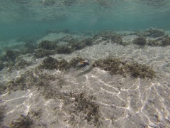 Rhinecanthus aculeatus