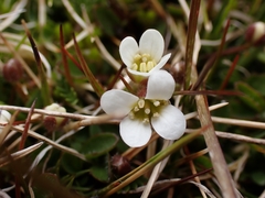 Cardamine exigua
