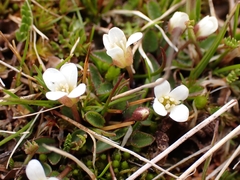 Cardamine exigua