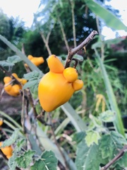 Solanum mammosum