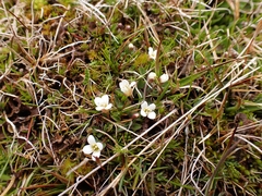 Cardamine exigua