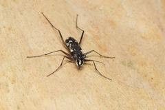 Cicindelinae