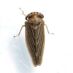 Agallia quadripunctata