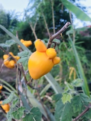 Solanum mammosum