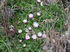 Hypochaeris sessiliflora