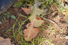 Taraxacum officinale