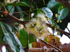 Syzygium tierneyanum