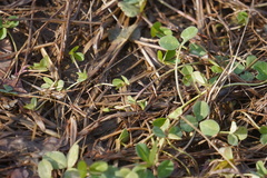 Trifolium repens
