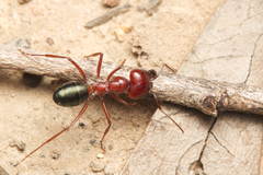 Melophorus rufoniger