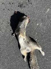 Otospermophilus beecheyi