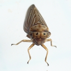 Agallia quadripunctata