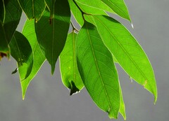 Syzygium tierneyanum