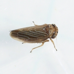 Agallia quadripunctata