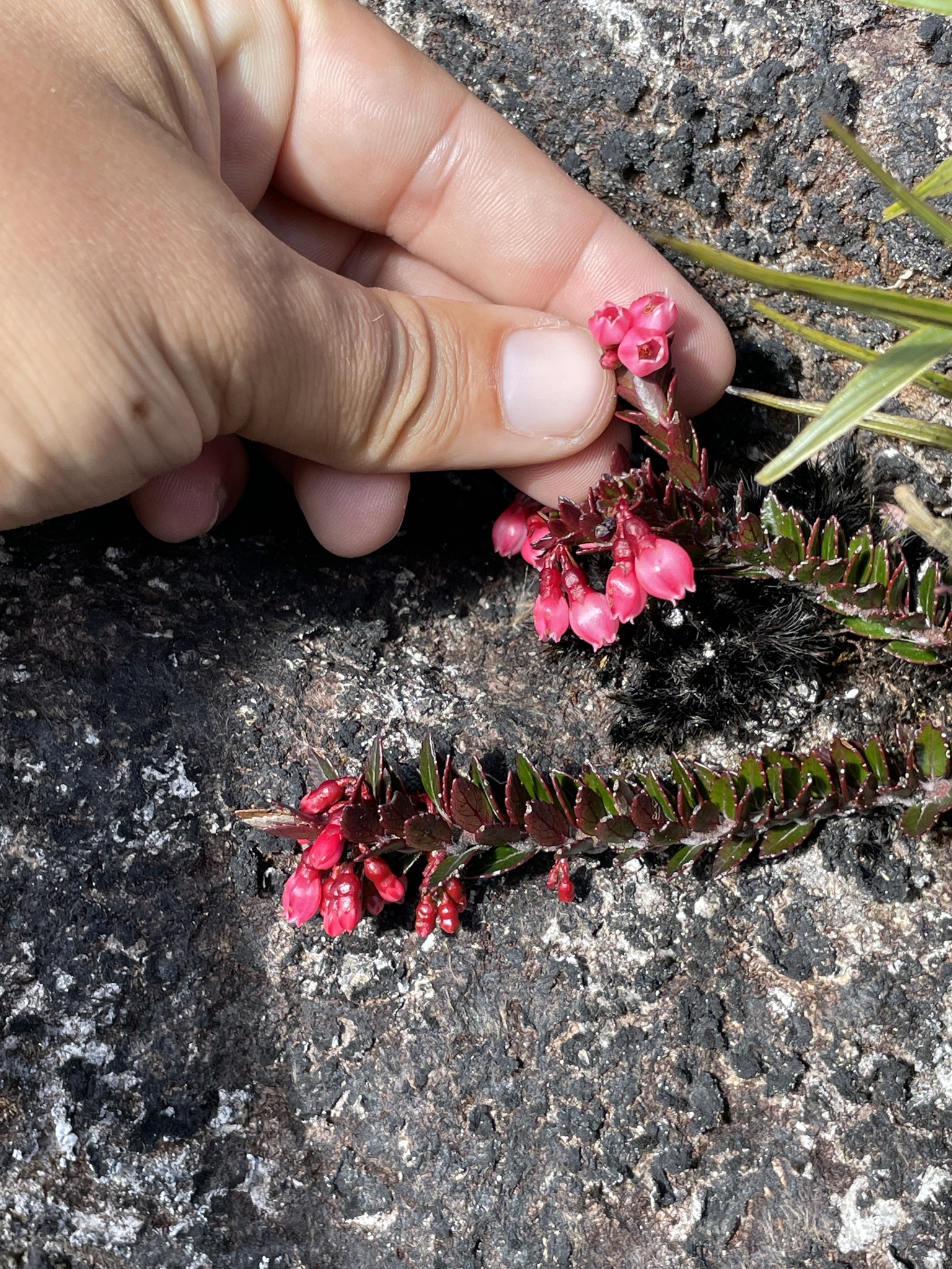 Vaccinium crenatum image