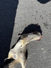 Otospermophilus beecheyi