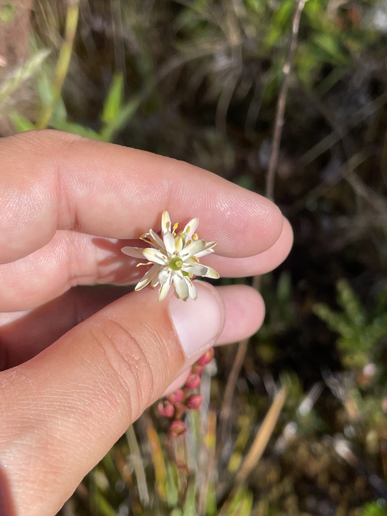 Harperocallis image