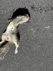 Otospermophilus beecheyi