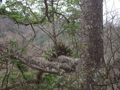 Encyclia angustiloba