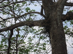 Encyclia angustiloba