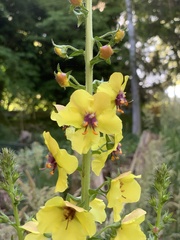Verbascum virgatum