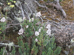Valeriana microphylla