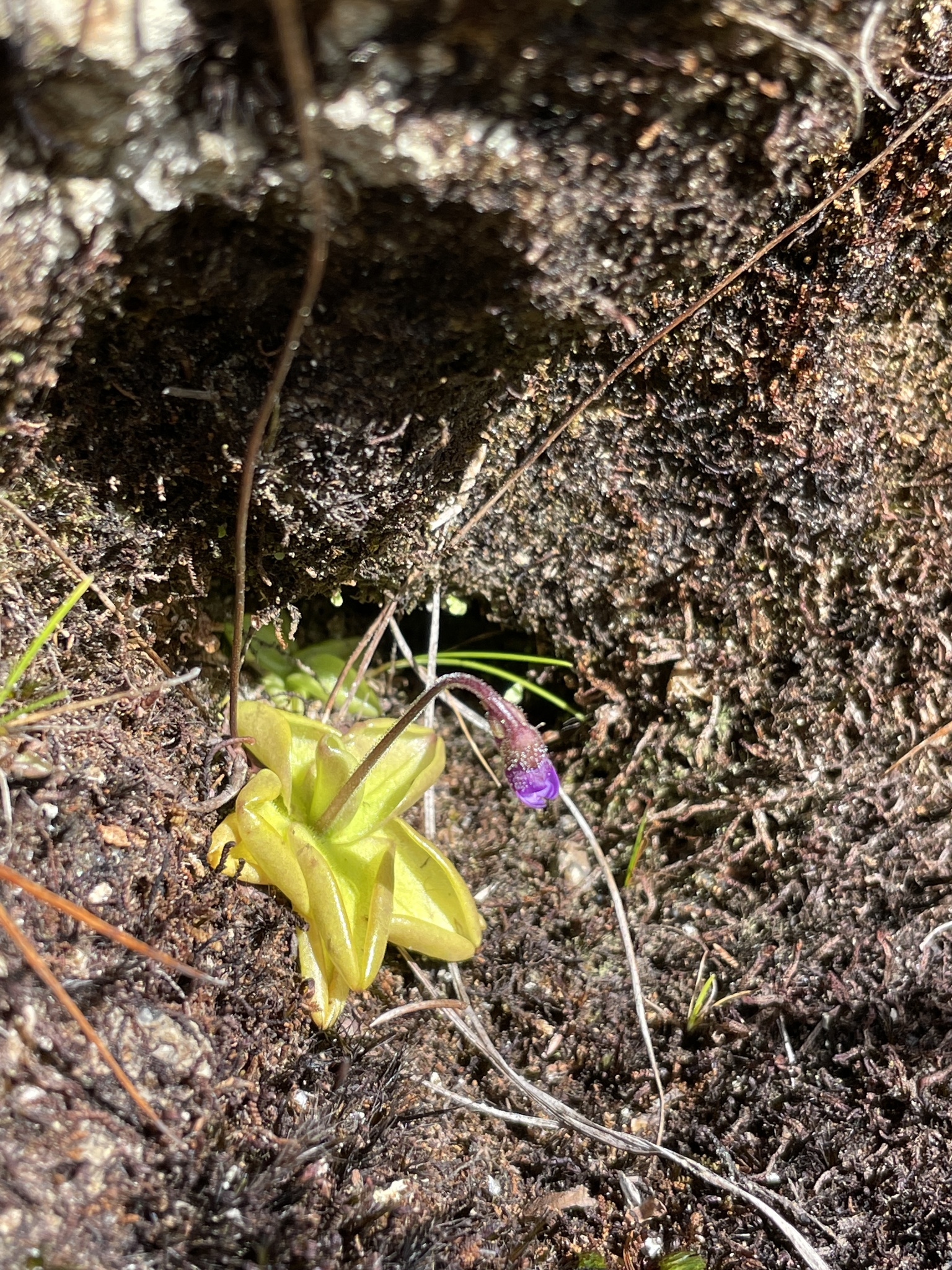Pinguicula calyptrata image