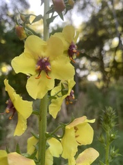 Verbascum virgatum