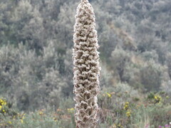 Puya clava-herculis