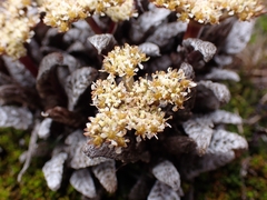 Anisotome lanuginosa