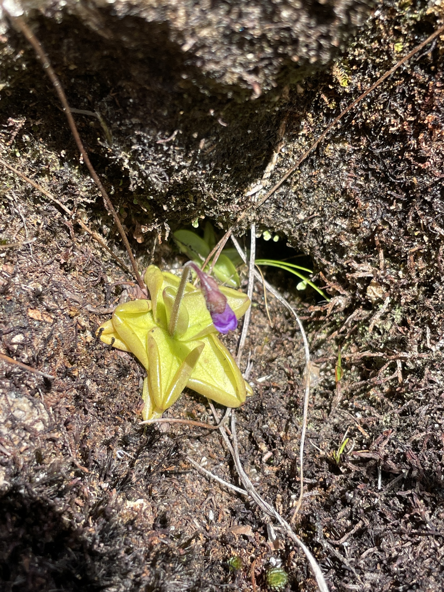 Pinguicula image