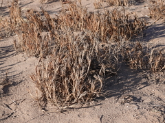 Cenchrus tribuloides