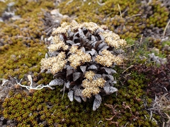Anisotome lanuginosa