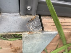 Chortoicetes terminifera