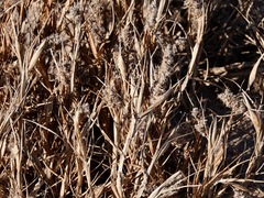 Cenchrus tribuloides