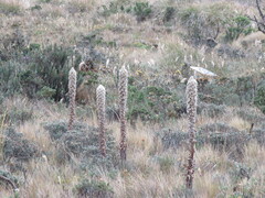 Puya clava-herculis