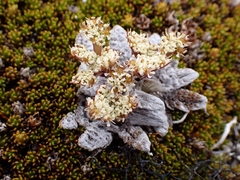 Anisotome lanuginosa
