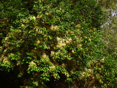 Syzygium tierneyanum