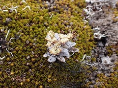 Anisotome lanuginosa